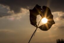 Antonio Cardoso na Canção e a Prece: “Só um coração”