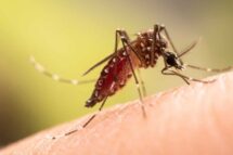 Cabo Verde: Dengue continua no país