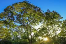 Laudato Si, 10 anos da Carta do cuidado e da ternura da Terra e suas criaturas