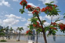 Lusofonias. Angola, 50 anos de luzes e sombras