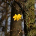 A irrefreável queda demográfica da Rússia