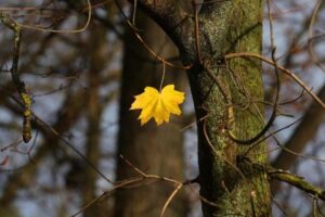 A irrefreável queda demográfica da Rússia