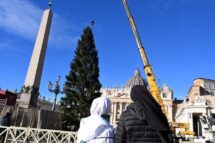 Árvore de Natal já está na Praça São Pedro