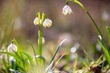 Na Coreia do Sul, acordo entre Estado e religiões para a prevenção do suicídio