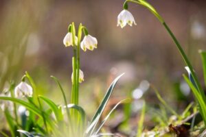 Na Coreia do Sul, acordo entre Estado e religiões para a prevenção do suicídio
