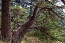 O Cedro, árvore que custodia o tempo e o rosto do Líbano