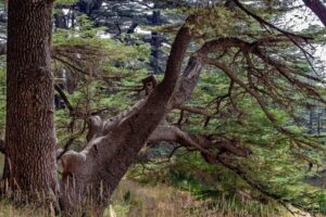 O Cedro, árvore que custodia o tempo e o rosto do Líbano