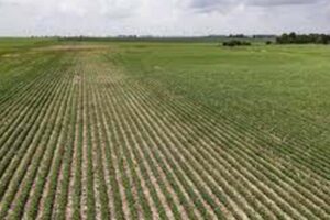 Santa Sé: modelos mais eficientes e sustentáveis para a produção agroalimentar