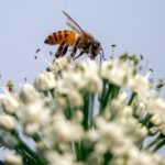 ONU: acelerar os esforços para deter a perda de biodiversidade