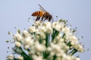 ONU: acelerar os esforços para deter a perda de biodiversidade